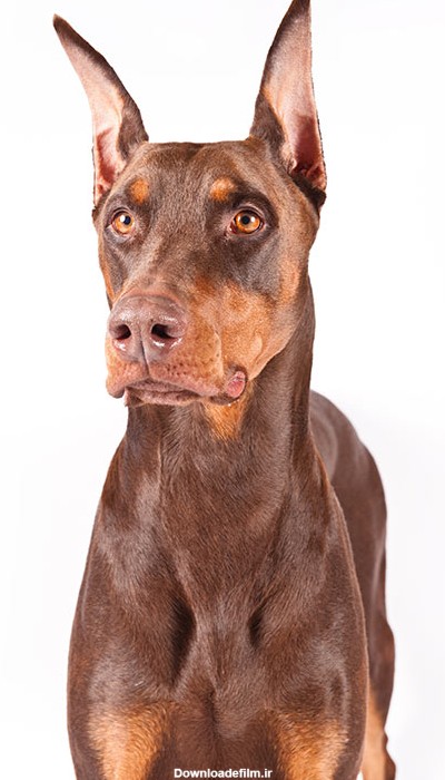 مشخصات کامل، قیمت و خرید نژاد سگ دوبرمن پینچر (Doberman Pinscher ...