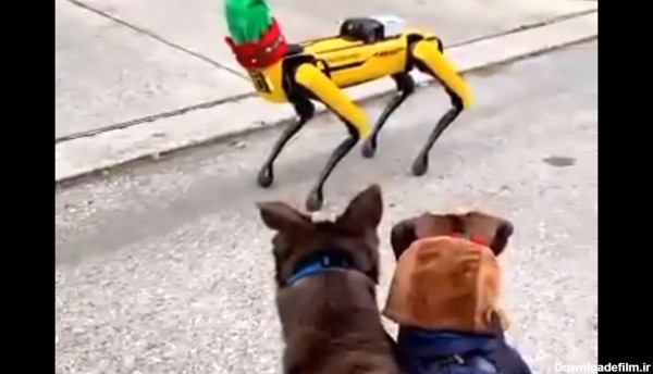ببینید / عکس‌العمل عجیب سگ‌ ها به ربات‌ ها در حین پیاده‌روی + فیلم