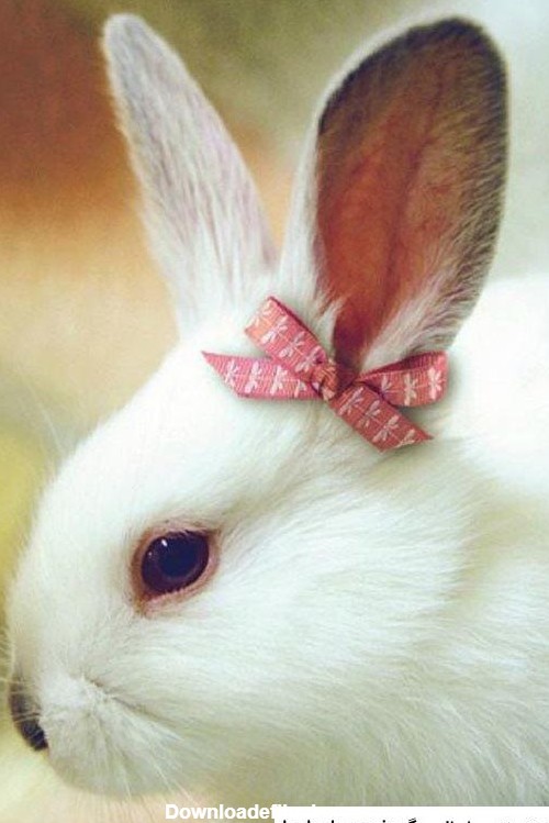 عکس خرگوش صورتی ❤️ [ بهترین تصاویر ]