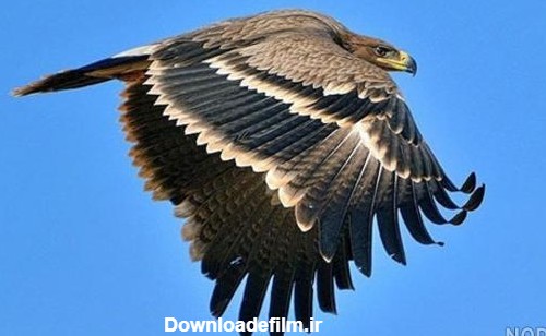 عکس عقاب در ایران - عکس نودی