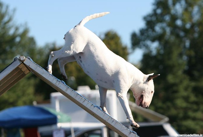 مشخصات کامل، قیمت و خرید نژاد سگ بول تریر (Bull Terrier) | پت راید