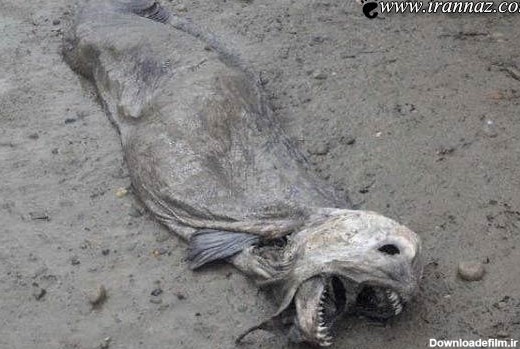 عکس های ترسناک از موجوداتی که آب به ساحل آورده