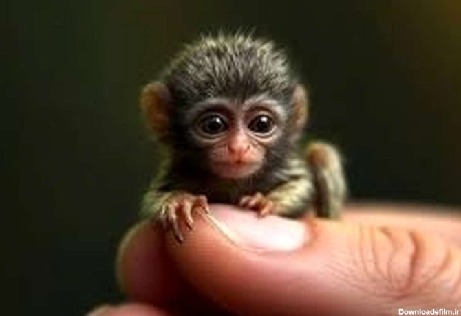 ببینید | با کوچک‌ترین میمون جهان آشنا شوید