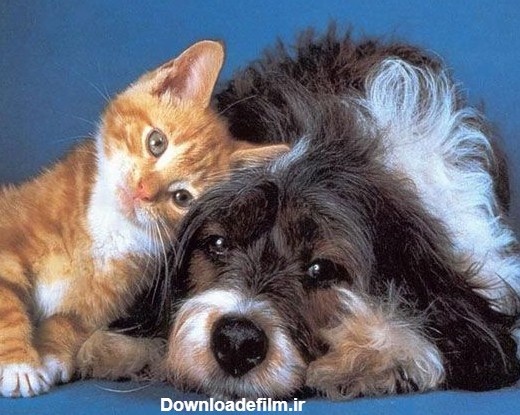 عکس گربه و سگ برای پروفایل
