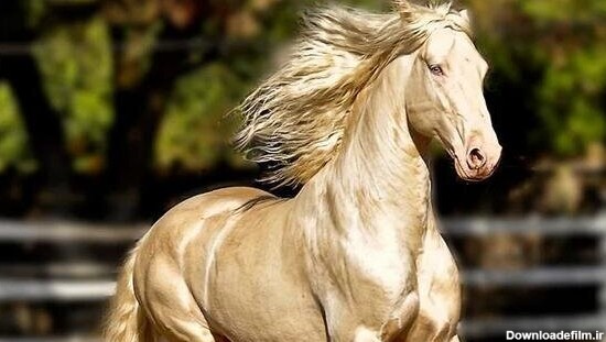 فیلم l این اسب ترکمان زیباترین در دنیا لقب گرفت! - خبرآنلاین