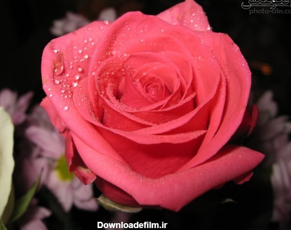 رز صورتی با قطرات شبنم pink roze flower