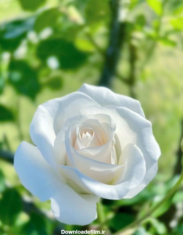عکس گل طبیعی سفید