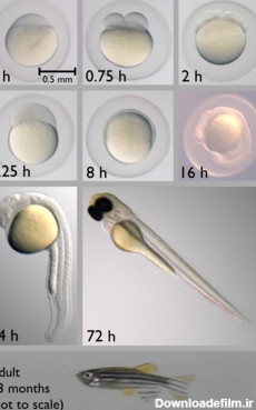 مراحل نمو جنین در ماهی زبرا (از زمان تشکیل تخم تا 72 ساعت ...