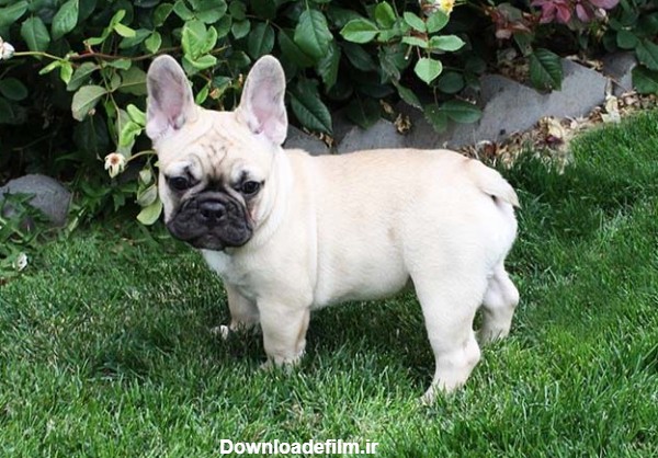 مشخصات کامل، قیمت و خرید نژاد سگ فرنچ بولداگ (French Bulldog) | پت ...