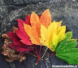 نگهداری برگ های پاییزی با 6 روش علمی و اصولی