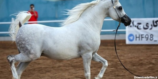 برگزاری سی و سومین دوره مسابقات زیبایی اسب اصیل عرب در یزد ...