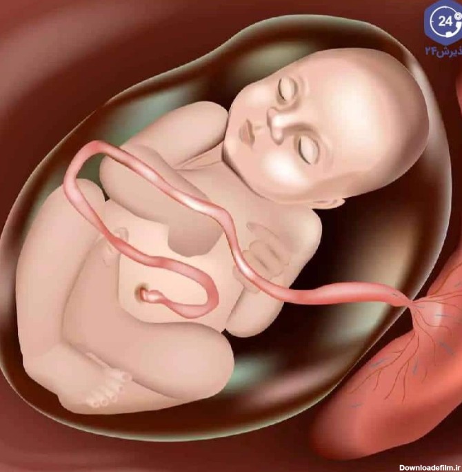 عکس واقعی بچه در شکم مادر