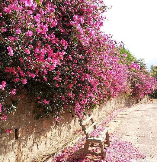 آخرین خبر | عکس/ شکوفه های زیبای بهاری در اهواز