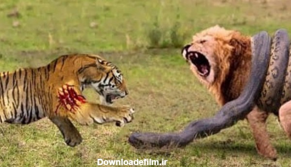 عکس جنگ شیر و مار
