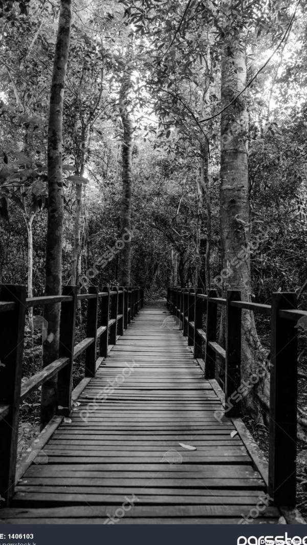 رنگ سیاه و سفید راه راه رفتن پل چوبی در جنگل 1406103