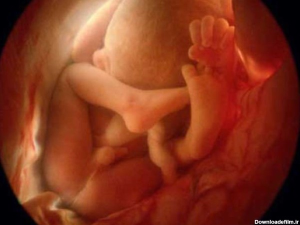 عکس بچه سه ماهه داخل شکم مادر
