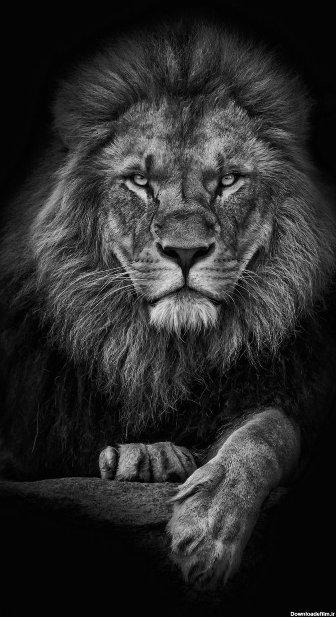 مجموعه تصویر زمینه جذاب و با کیفیت شیر سلطان جنگل lion | فریپیکر