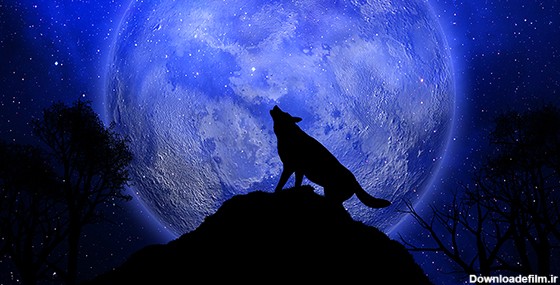 تصویر پس زمینه زوزه گرگ و ماه | فری پیک ایرانی | پیک فری ...