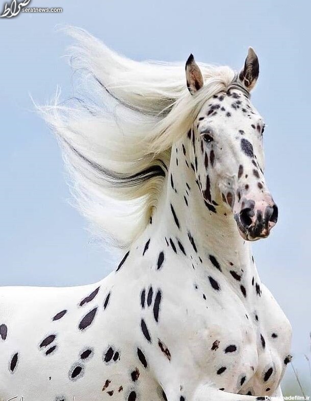 عکس/ اسب زیبای خالدار