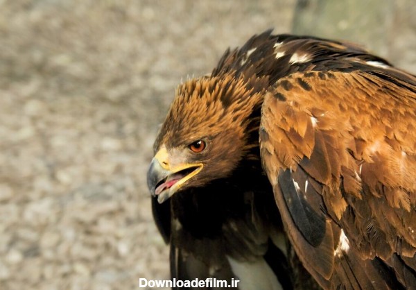 این عقاب غول‌پیکر در ایران ساکن است/ عکس - خبرآنلاین