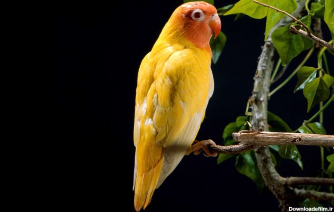 تصویر یک طوطی زرد