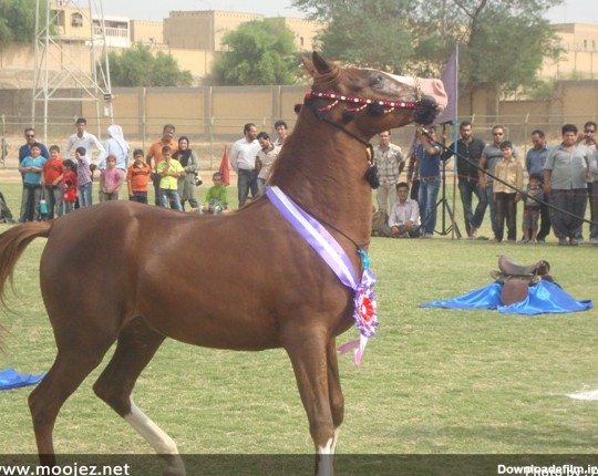 مسابقات اسب اصیل عرب در خوزستان (+عکس)