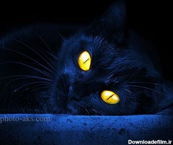 گربه سیاه با چشم زرد و درخشان black cat