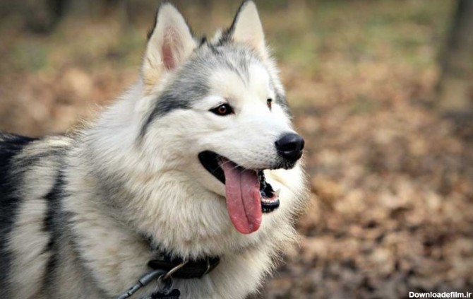 بررسی کامل سگ هاسکی و روش‌های تشخیص اصالت این نژاد | طرفداری