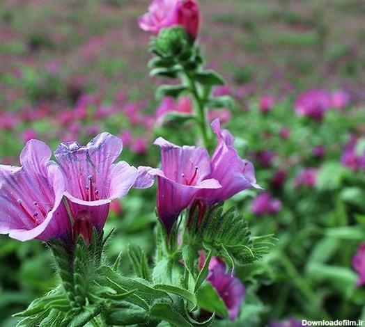 گل گاوزبان ایرانی - ویکی‌پدیا، دانشنامهٔ آزاد