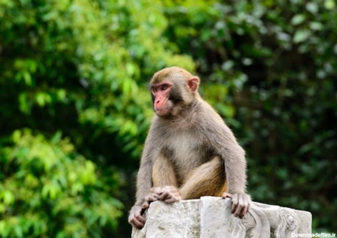 ماجرای رهاسازی میمون‌ها در جنگل‌های شمال چیست؟ + عکس