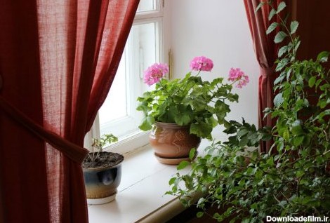 21 گیاه مناسب پنجره شمالی (1) + نگهداری - ایران درخت