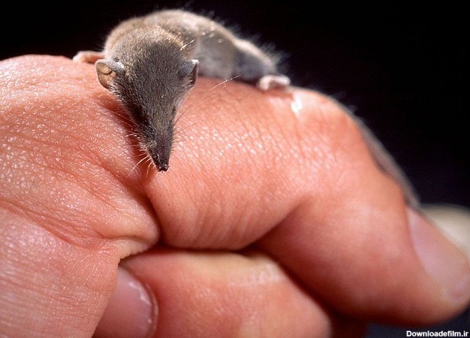 کوچکترین پستانداران دنیا را بشناسید (+عکس)