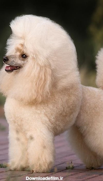 مشخصات کامل، قیمت و خرید نژاد سگ پودل عروسکی (Poodle-Toy) | پت راید