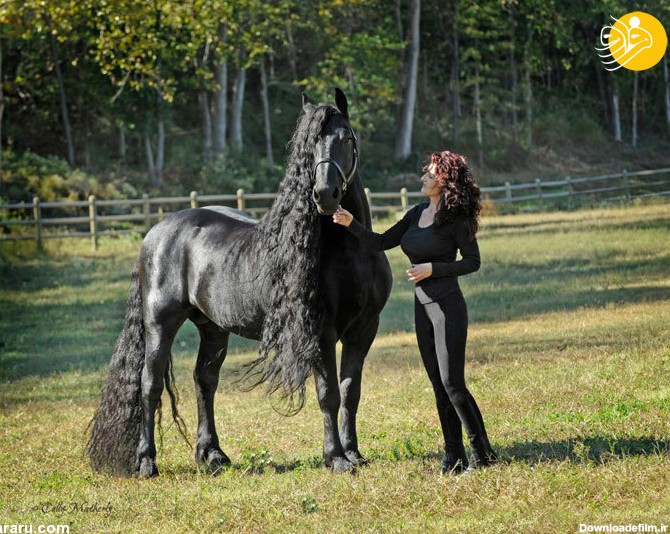 تصاویر: اسب زیبای جهان