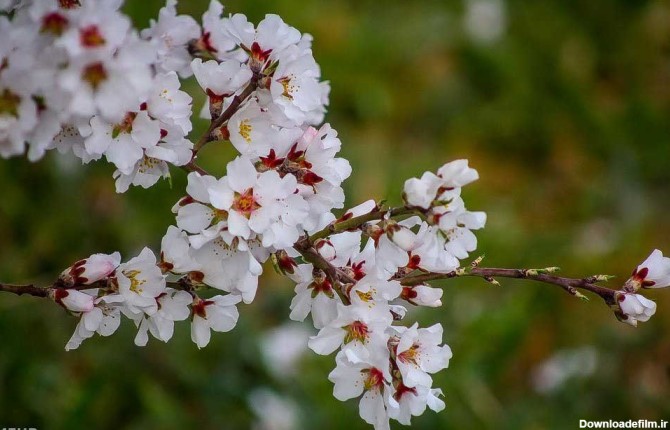 خبرآنلاین - شکوفه های بهاری
