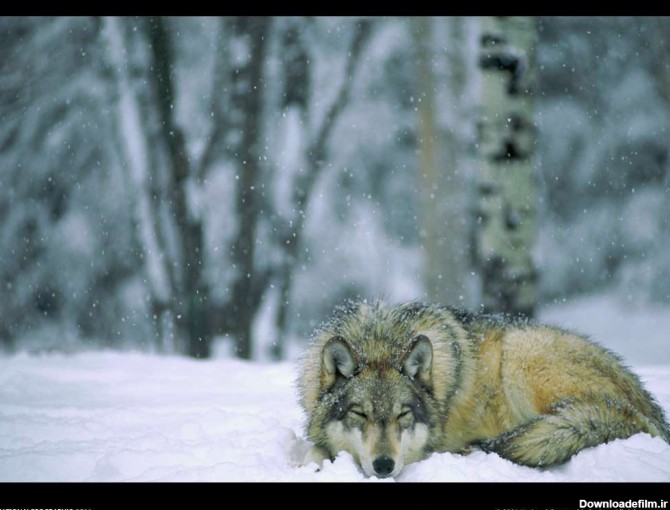 گرگ خوابيده در برف