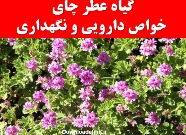 گیاه عطر چای / خواص دارویی و نگهداری - مجله نورگرام