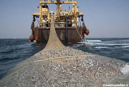 خطری جدی شیوه‌های جدید صید برای ماهیان خلیج فارس - همشهری آنلاین