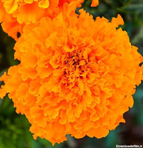 خرید بذر گل جعفری پاکوتاه پرپر گل درشت تک رنگ نارنجی