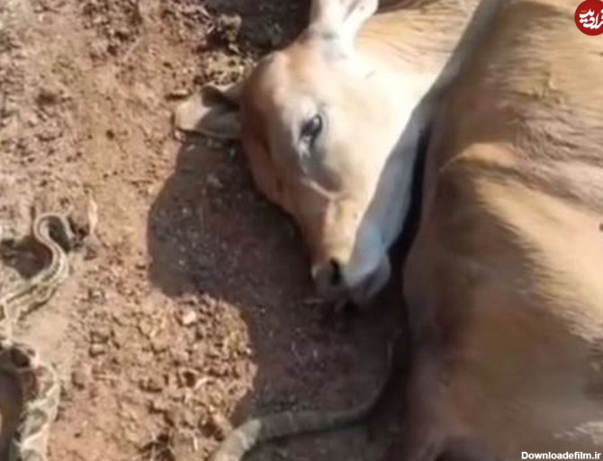 ویدیو) کشتن همه ی گاو های یک مزرعه توسط مار بی رحم | فرادید | پلیکان