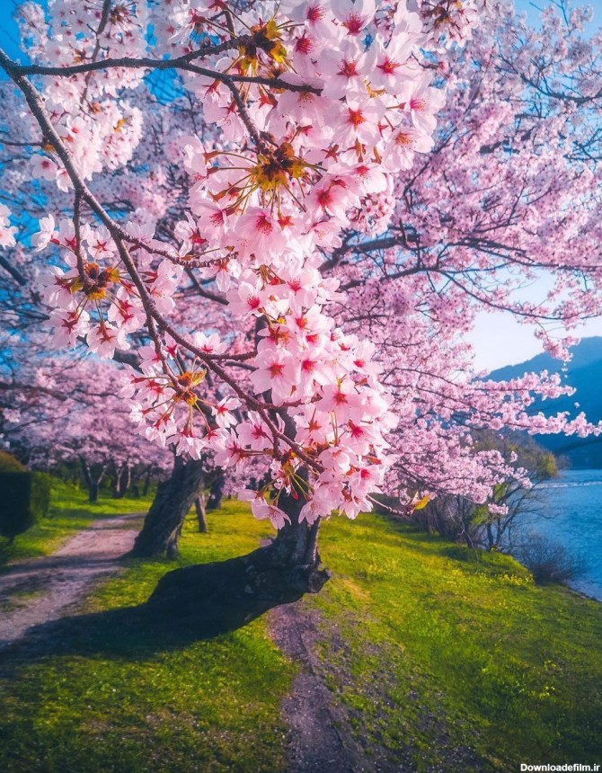 تصاویری اعجاب انگیز از فرا رسیدن بهار در ژاپن + عکس - بهداشت نیوز