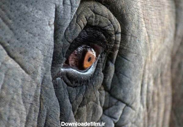 عکس روز نشنال جئوگرافیک؛ چشم فیل