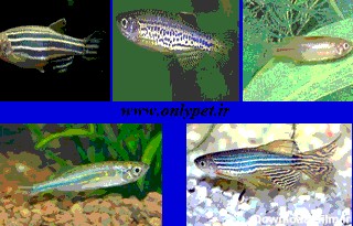 شناخت و نگهداری ماهی زبرا + انواع رایج | ماهیان آب شیرین