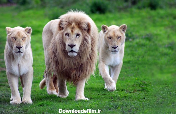 عکس جالب شیر نر و ماده lion family pictures