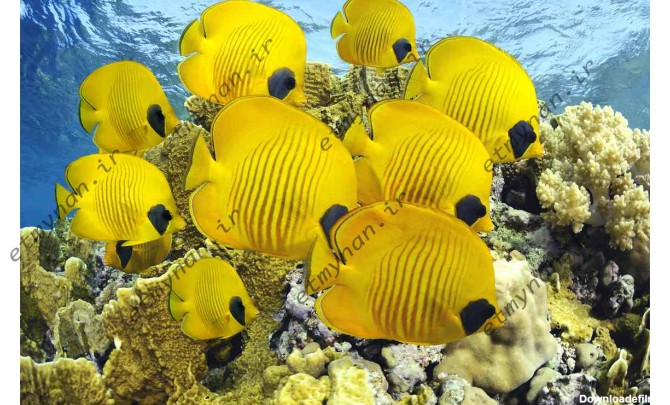 18 تصویر بسیار با کیفیت از ماهی های زیبای اقیانوس ها - اطمینان