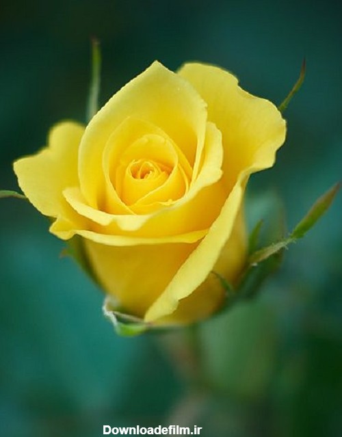عکس گل رز زرد عاشقانه