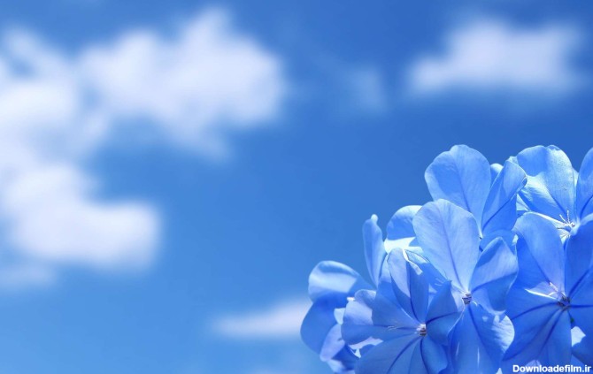 تصویر زمینه گل آبی