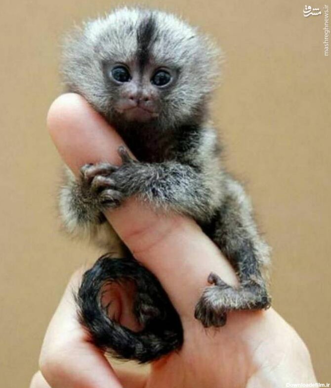 مشرق نیوز - عکس/ کوچکترین میمون جهان را دیده‌اید؟
