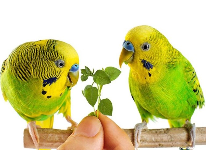 مرغ عشق در حال سبزی خوردن