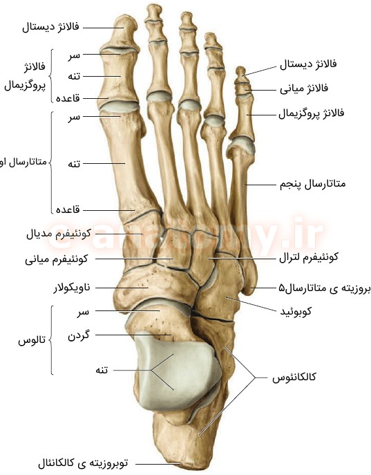نمای دورسال (فوقانی) استخوان های پا